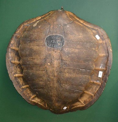 Lot 446 - Green Turtle (Chelonia mydas), painted shell, dated 1811 and inscribed WT 13st 0lb, with small...