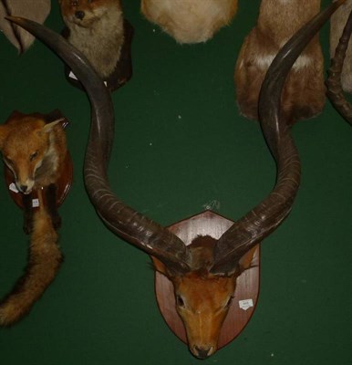 Lot 448 - Greater Kudu (Tragelaphus strepsiceros), horns on associated animal head, right horn 78.5cm,...