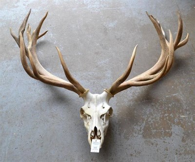 Lot 449 - Warnham Red Deer (Cervus elaphus), antlers on upper skull, 19 points, right antler 95cm, left...