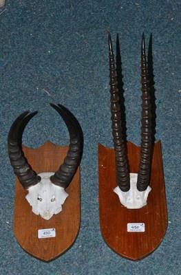 Lot 450 - Thomson's Gazelle (Eudorcas thomsonii), horns on frontlet, on hardwood shield; and Reedbuck...