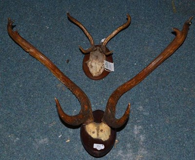 Lot 452 - Burmese Eld's Deer (Panolia eldi eldii), circa 1900, antlers on cut frontlet, right antler...