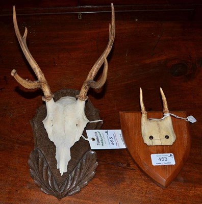 Lot 453 - Pampas Deer (Ozotoceros bezoarticus), circa 1910, antlers on cut frontlet, 6 points, right...