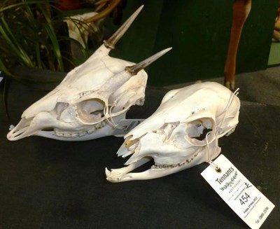 Lot 454 - Red Brocket (Mazama americana), antlers on full skull, right antler 6.8cm, left antler 5.3cm; and A