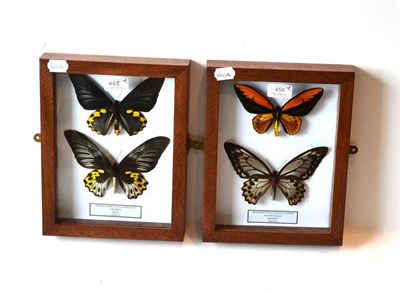 Lot 458 - Butterflies, male and female of each species, comprising Ornithoptera croesus lydisus, Form...