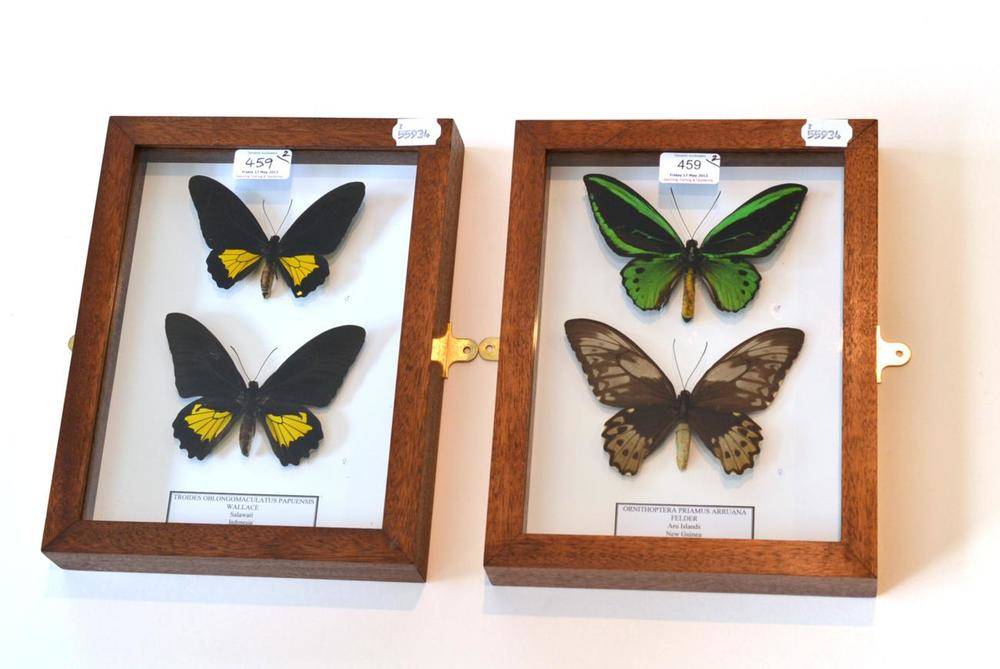 Lot 459 - Butterflies, male and female of each species, comprising Ornithoptera priamus arruana, Felder,...