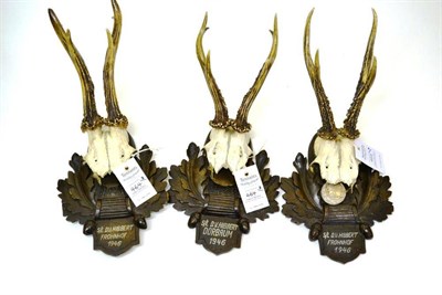 Lot 464 - Roe Deer (Capreolus capreolus), S/L DV Hibbert, Frohnhof, 1946, antlers on frontlet, each of...