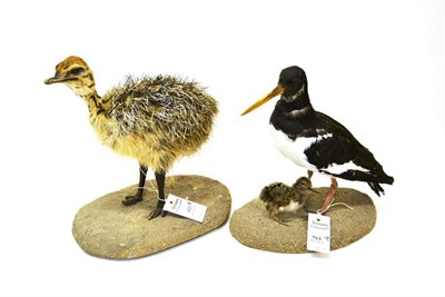 Lot 465 - Ostrich (Struthio camelus), R Paylor, Taxidermist, modern, chick, full mount, standing, on...