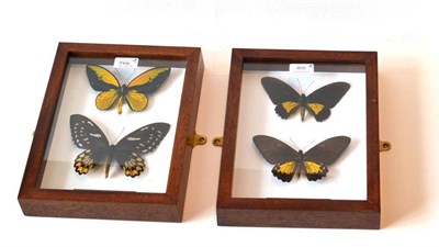 Lot 466 - Butterflies: Male and Female of Each Species, comprising Trogonoptera oblongomaculatus - Papua...