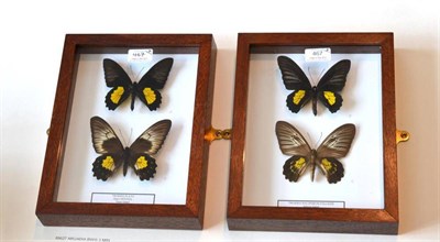 Lot 467 - Butterflies: Male and Female of Each Species, comprising Troides haliphron pallens - Saleyer...