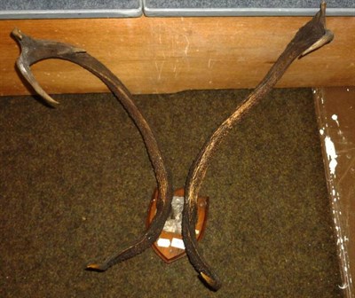 Lot 469 - Thamin Deer (Panolia eldi), circa 1920, antlers on frontlet, 3+4, 82.5cm long, tip to tip 44.5cm