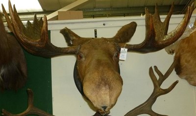 Lot 470 - Moose (Alces alces), circa 1885, head mount, 13 points, right antler 76.5cm, left antler 76cm,...