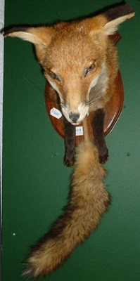 Lot 473 - Fox Mask, Peter Spicer & Sons, Leamington, Black Fen, Jan 21st 1958, closed jaw, wistful...