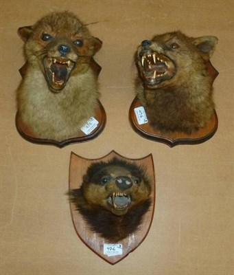 Lot 476 - Two Fox Masks, late 20th century, with snarling open jaws, on wood shields; and A Similarly Mounted