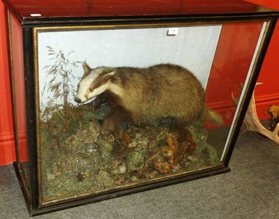 Lot 478 - Badger (Meles meles), circa 1890, full mount, trotting over a moss and fern covered mound...