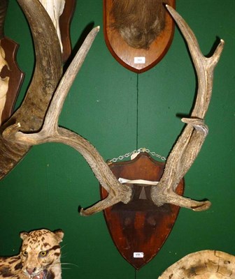 Lot 482 - Greater Kudu (Tragelaphus strepsiceros), circa 1910, horns on upper skull, right horn 120cm,...