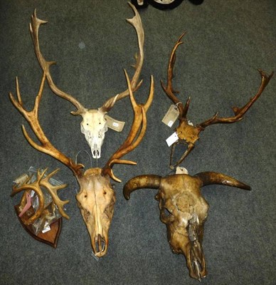 Lot 483 - Fallow Deer (Dama dama), antlers on upper skull; Another Similar, on skull (poor state); Red...