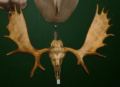 Lot 484 - Canadian Moose (Alces alces), circa 1910, antlers on upper skull, 19 points, right antler 80cm,...