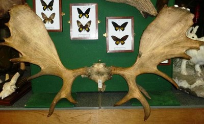 Lot 485 - Canadian Moose (Alces alces), circa 1910, antlers on frontlet, 21 points, right antler 90cm,...