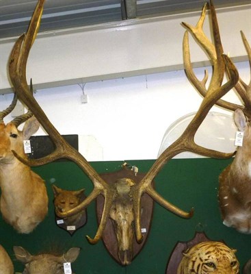 Lot 487 - Canadian Red Deer or Wapiti (Cervus elaphus canadensis), circa 1910, antlers on upper skull, 13...