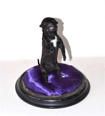 Lot 491 - Labrador Puppy, modern, full mount, sat on its haunches, on padded puce cushion base beneath...