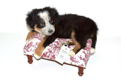 Lot 492 - Burmese Mountain Dog Puppy, modern, full mount, recumbent on a toile de jouy upholstered stool,...