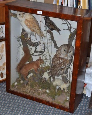 Lot 493 - A Cased Group of Birds and Animals, circa 1910, comprising Barn Owl, Tawny Owl, Red Squirrel,...