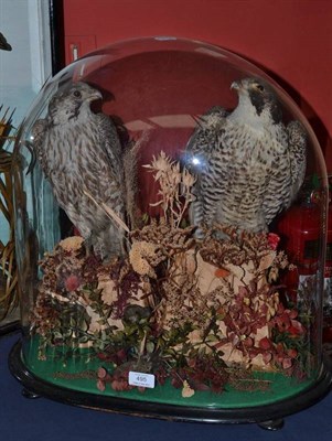 Lot 495 - Peregrine Falcon (Falco peregrinus), circa 1880, pair of full mounts, perched amongst dried grasses