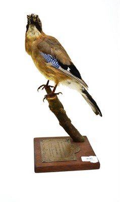 Lot 496 - Jay (Garrulus glandarius), full mount, perched on the end of a twig, on mahogany effect square...