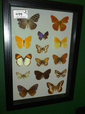 Lot 499 - A Group of Thirty-Two Assorted Foreign Butterflies, arranged in rows, in glazed frames, the largest