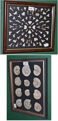 Lot 500 - A Group of Twelve Polished Ammonite Fossils, arranged in four rows within a glazed hanging...