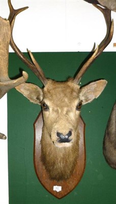 Lot 501 - Red Deer (Cervus elaphus), circa 1910, head mount, 8 points, on oak shield