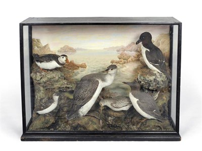 Lot 503 - A Group of Six Taxidermy Sea Birds, by H Murray & Sons, Naturalists, Bank Buildings, Carnforth,...