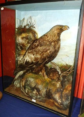 Lot 504 - Golden Eagle (Aquila chrysaetos), by Cecil H Bishop, Sportsman's Depot, Oban, circa 1910, full...