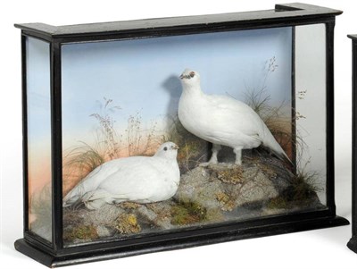 Lot 505 - Ptarmigan (Lagopus mutus), by W A Macleay & Son, Taxidermists, Fishing Tackle and Radio...