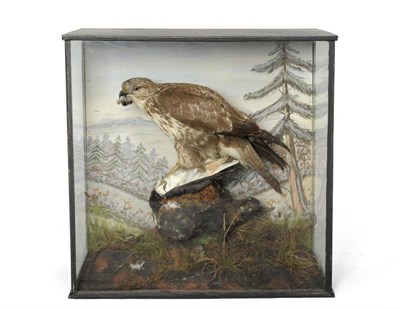 Lot 506 - Buzzard (Buteo buteo), circa 1910, by W Shelbrooke, Leamington, full mount, perched on a tree stump