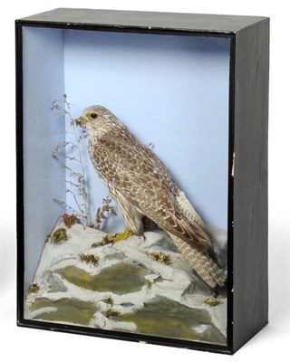 Lot 507 - Gyrfalcon (Falco rusticolus), by H N Pashley, Animal & Bird Preserver and Collector,...