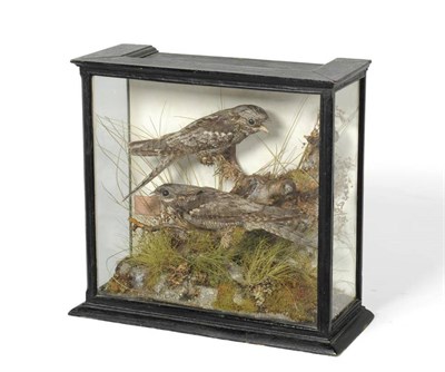 Lot 508 - Nightjar (Caprimulgus europaeus), preserved by W A Macleay, Bird Stuffer, 65 Church Street,...