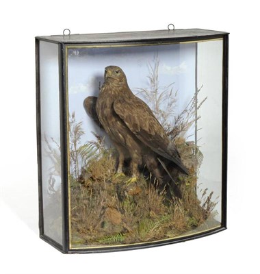 Lot 509 - Steppe Eagle (Aquila nipalensis), attributed to John Cooper, circa 1890, full mount, perched...