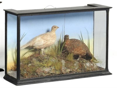 Lot 510 - Ptarmigan (Lagopus mutus), preserved by W A Macleay & Son, Church Street, Inverness, circa...