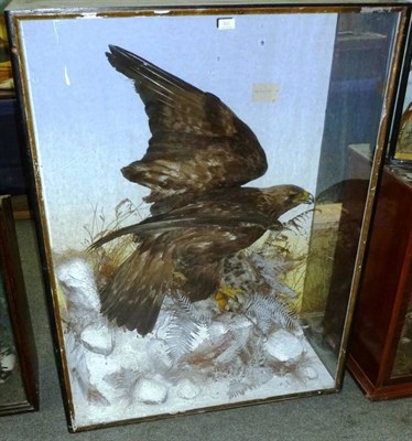 Lot 511 - Golden Eagle (Aquila chrysaetos), 1888, by G White, Taxidermist, Salisbury 1892, full mount,...