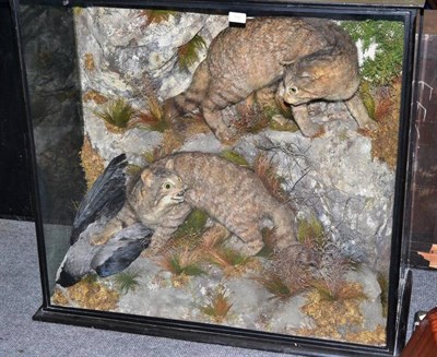 Lot 512 - A Pair of Scottish Wild Cats (Felis silvestris grampia), circa 1900, attributed to Macleay of...