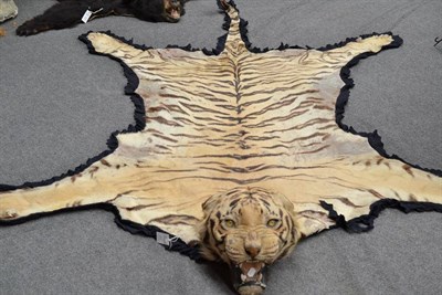 Lot 513 - Bengal Tiger (Panthera tigris), circa 1920, rug with head mount, the snarling jaw agape, edged with