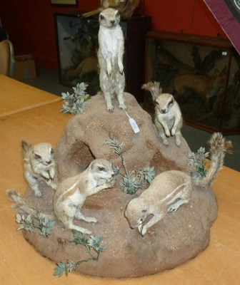 Lot 518 - Meerkat (Suricata suricatta), circa 2000, five full mounts, naturalistically standing and...