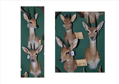 Lot 520 - Four Assorted Small Gazelle Heads, circa 2000, including Dik-Dik