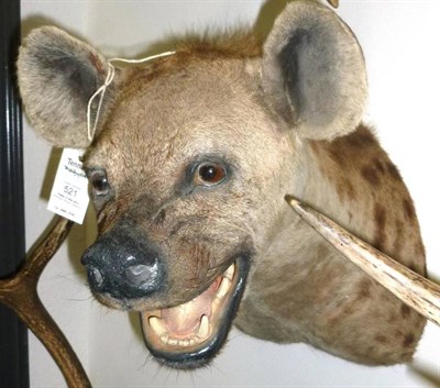 Lot 521 - Hyena (Hyaenidae), circa 2000, head mount, turning slightly to the left with jaw open, 53.5cm...