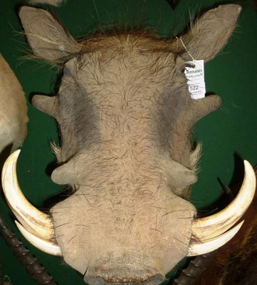 Lot 522 - Warthog (Phacochoerus africanus), head mount, right upper tusk 18cm, left upper tusk 17cm, 53cm...