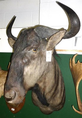 Lot 523 - Blue Wildebeest (Connochaetes taurinus), circa 2000, shoulder mount, turning to the right, 65cm...