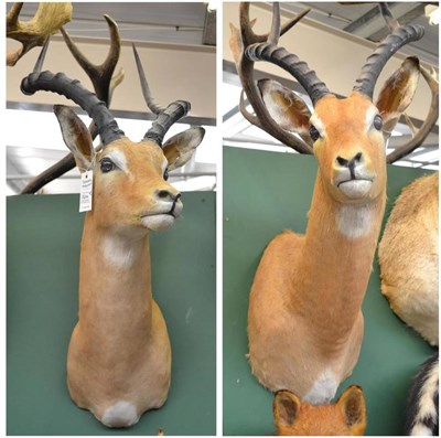 Lot 524 - Impala (Aepyceros melampus), circa 2000, two head mounts, one turning to the right