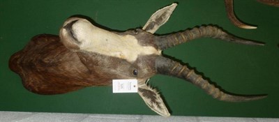 Lot 525 - Blesbok (Damaliscus pygargus phillipsi), circa 2000, shoulder mount