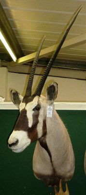 Lot 526 - Gemsbok (Oryx gazella), circa 2000, shoulder mount, turning slightly to the right, right horn...